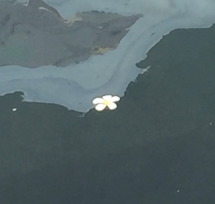 A flower on the oil from the USS Arizona (Photo: Sarah Sundin, 7 Nov 2016)