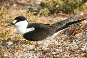 Sooty tern (US Fish and Wildlife Service photo)