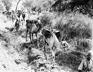 Ethiopian camel troops transporting supplies through the bush, Ethiopia, 22 January 1941 (British government photo)