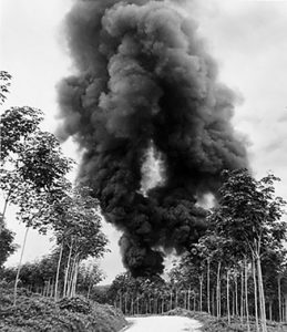 Malayan rubber plantation burnt by the British as they retreat to Singapore, Dec 1941 (Imperial War Museum: 4700-45 KF 97)