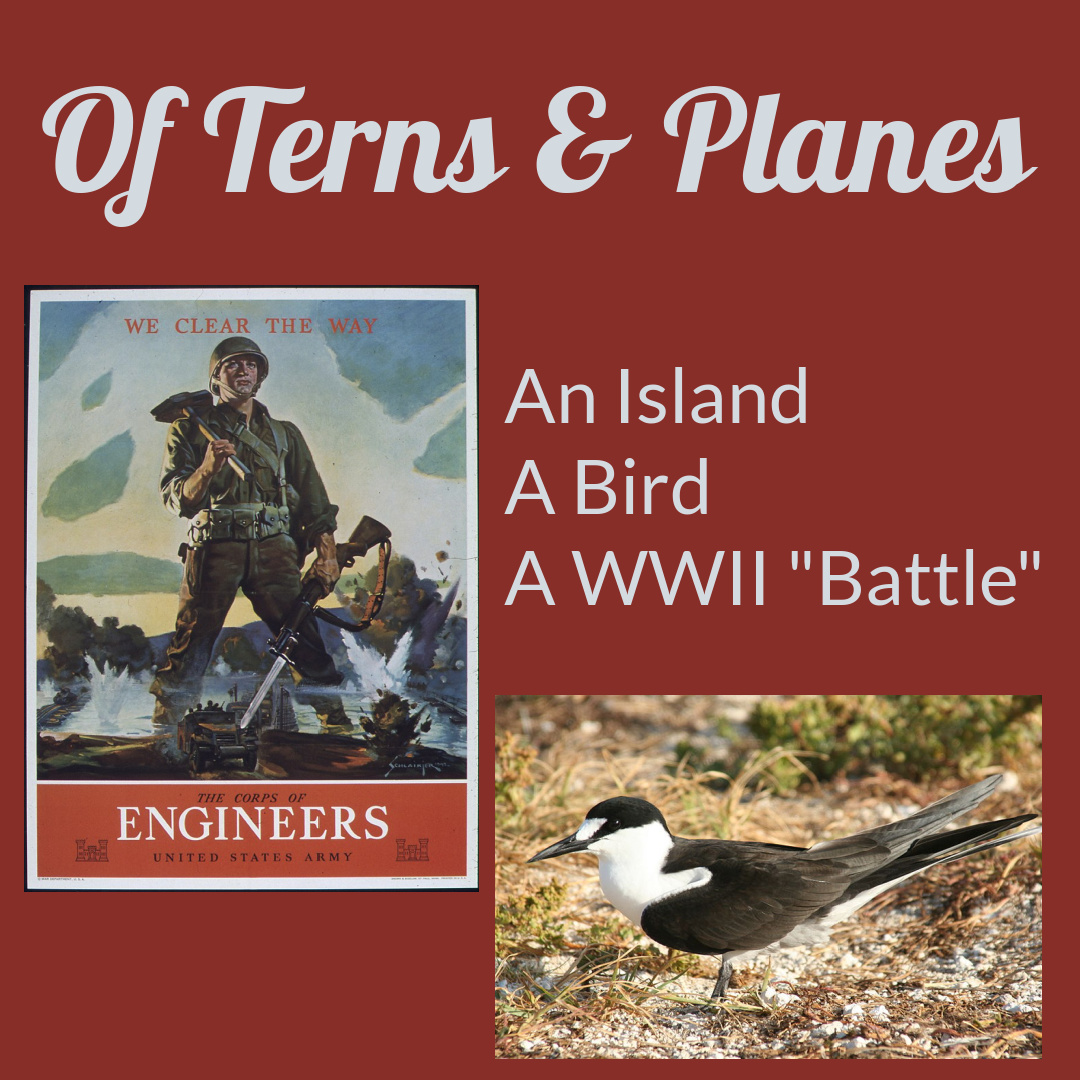 Of Terns & Planes: An Island, A Bird, and a Little-Known WWII "Battle," on Sarah Sundin's blog