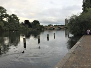 Ducks on the Serpentine, Kensington Gardens, London, September 2017 (Photo: Sarah Sundin)