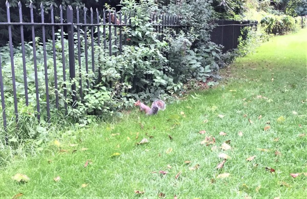 Squirrel - or Nazi spy? Kensington Gardens, London, September 2017 (Photo: Sarah Sundin)