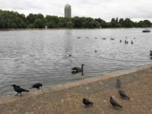 Birds on the Serpentine in Hyde Park, London, September 2017 (Photo: Sarah Sundin)