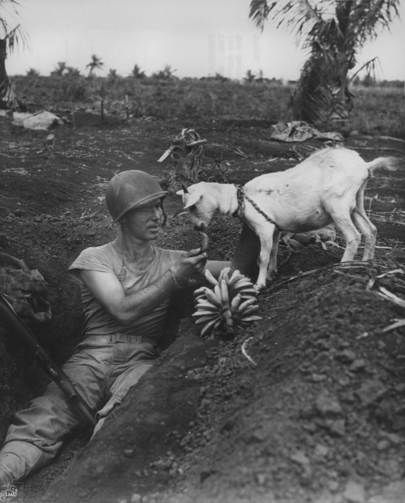 US Marine First Sgt. Neil Shober feeding bananas to a native goat, Saipan, Mariana Islands, June 1944 (US Marine Corps photo)